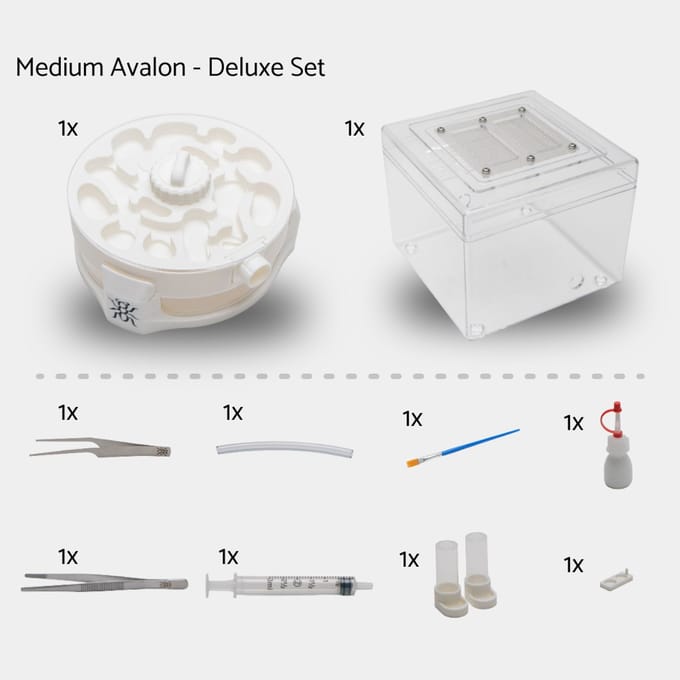 Medium Avalon Deluxe Set – Complete mieren startset met nest en buitenwereld