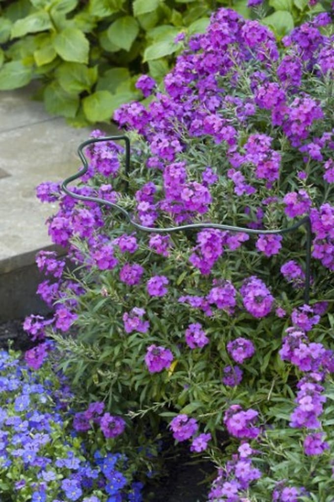 Wovar Plantensteun Schulprand 80 x 40 x 22 cm Metaal | Per Stuk