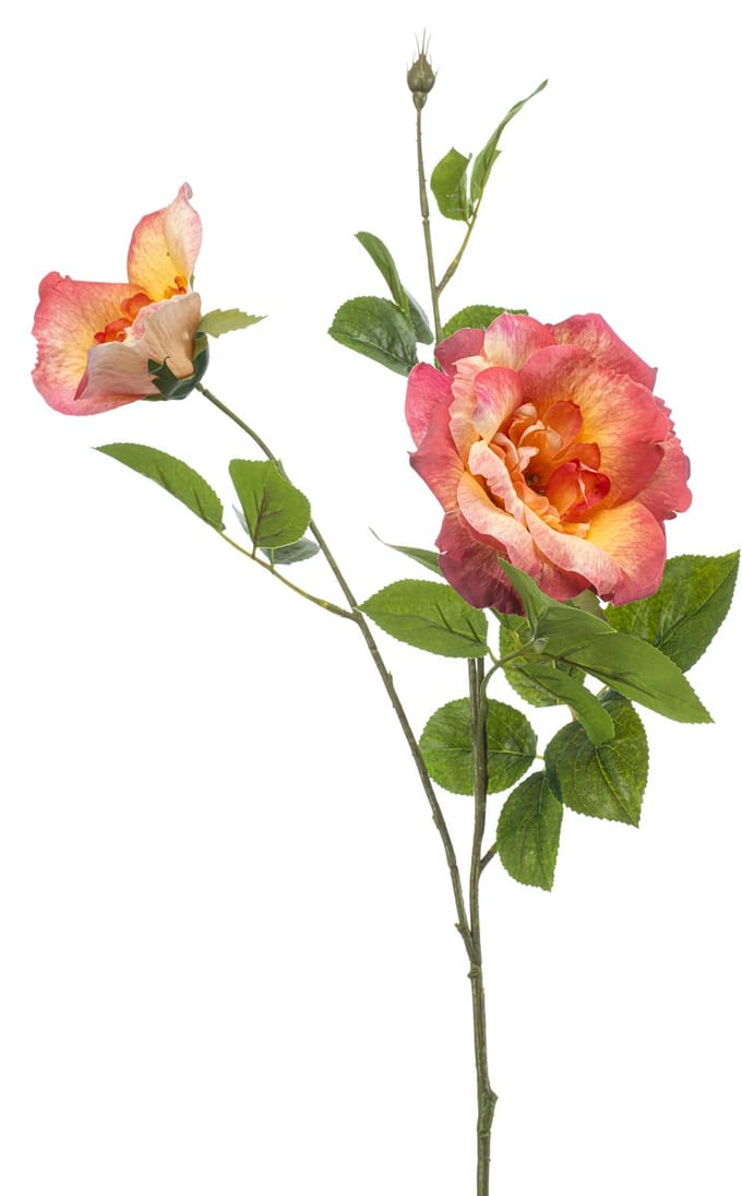 Rose liza spray x3 peach 80 cm Emerald