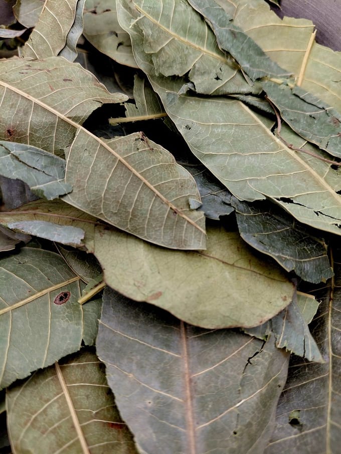 Mangoblad – Mangifera indica 50g