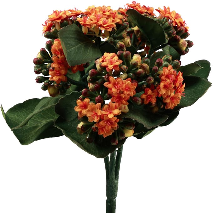 Flaming Käthchen Kalanchoë kunst oranje 24cm