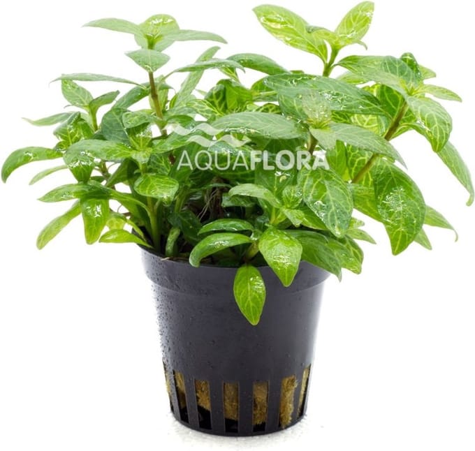 Aquaflora Hygrophila Polysperma Sunset | Belgisch groen | in 5 cm pot