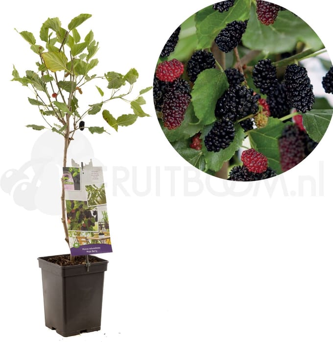 Morus Rotundiloba Mojo Berry | Dwergmoerbei | patio