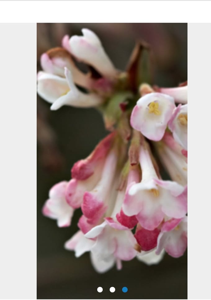 Viburnum bodnantense 'Charles Lamont' - Sneeuwbal 50 - 60 cm in pot
