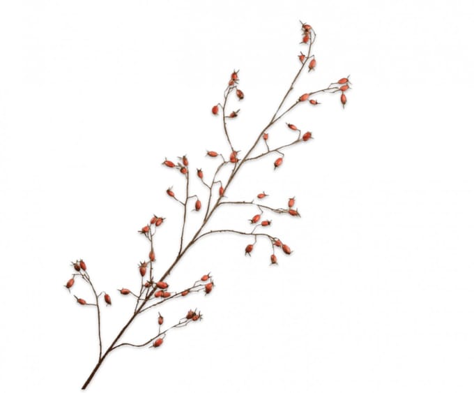 Rozenbottel tak Silk-ka oranje 68 cm