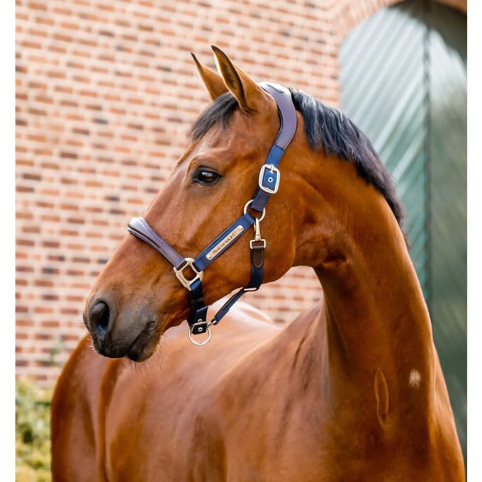Leren halster voor paard Horseware Signature