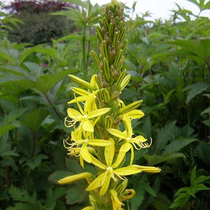 6 x Asphodeline Lutea - Jonkerlelie pot 9x9cm