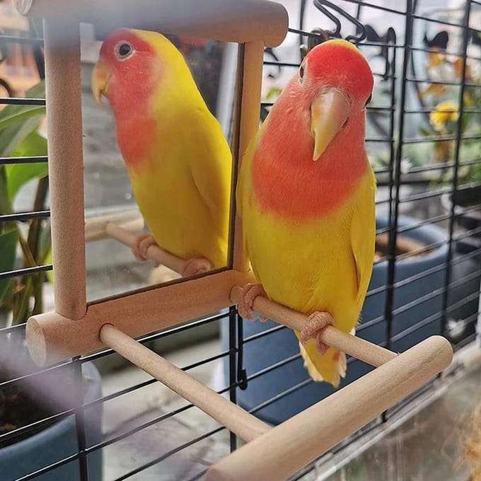 Vogelspiegel met Stok Vogelstok Spiegel Speelgoed Standaard Vogelspeelgoed Valkparkieten Kooi bruin
