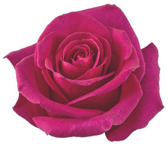 25x Rosa pink floyd! 50cm