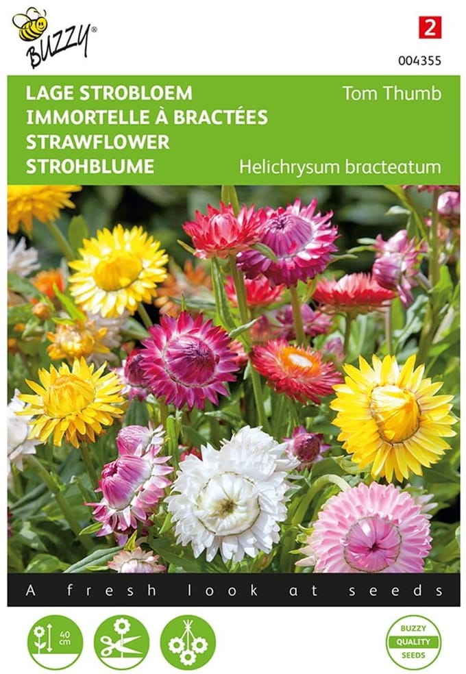 Strobloem - Helichrysum bracteatum