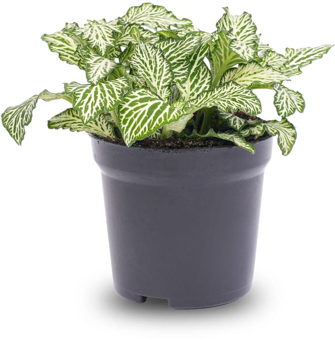 Fittonia White - White Tiger - Mozaïekplant