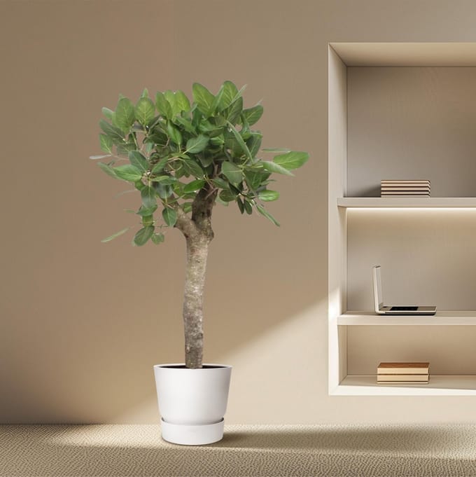 Ficus Benghalensis boom - 150 cm - ø34