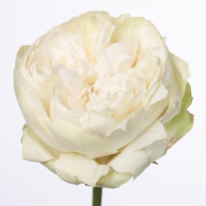 10x Rosa white kahala-bb 50cm