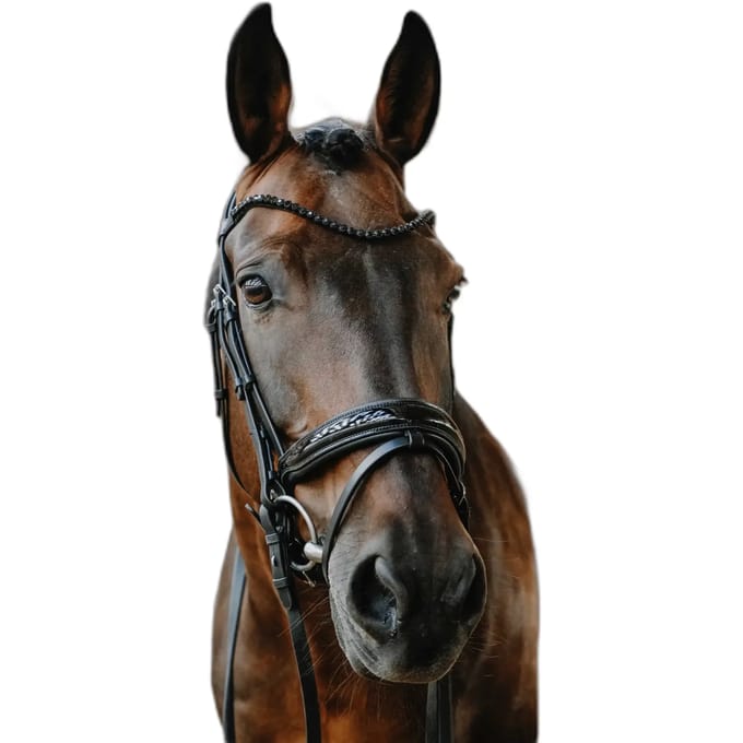 Gecombineerd hoofdstel met neusriem Norton Royal