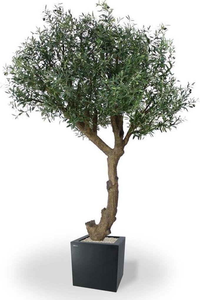 Olijf Giant Y stam kunstboom 270cm