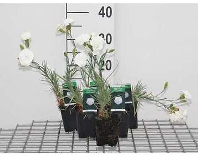 6x Grasanjer - Dianthus (p) 'Haytor White' | 9x9 cm pot