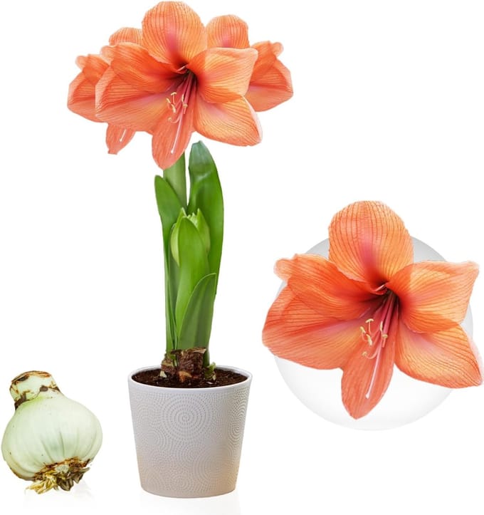 Amaryllis Bol - Orange Passion - Bloembollen - 1 stuk - Oranje - Bloem bollen