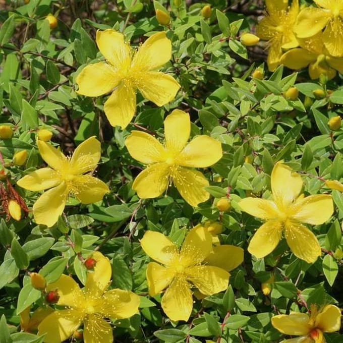 Hypericum moserianum - Hertshooi 30-40 cm in pot