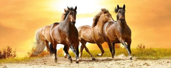 Fotobehang - Horses in Sunset 375x150cm - Vliesbehang