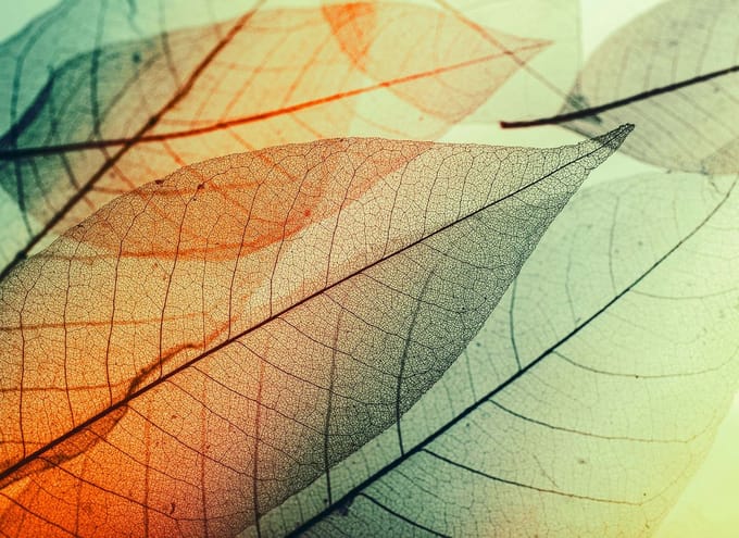 Fotobehang LimpidLeaf2 DD118588 A.S. Création Designwalls | Fotobehang
