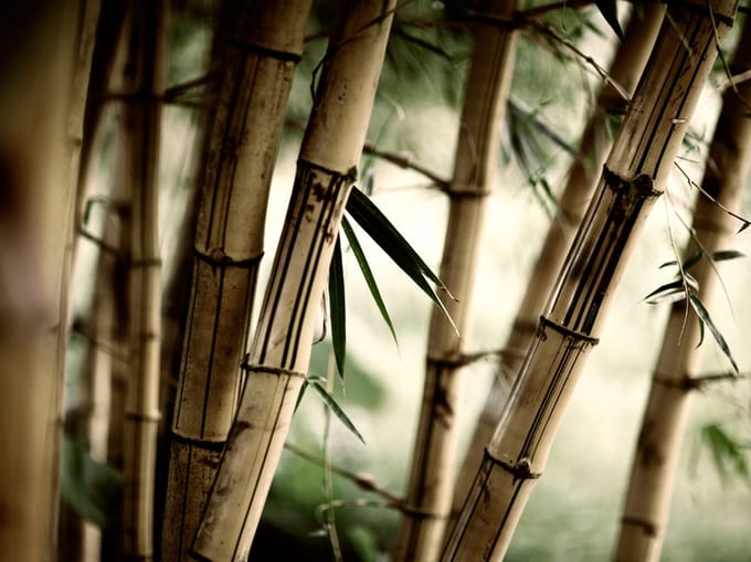 Fotobehang - Fog and bamboo forest.
