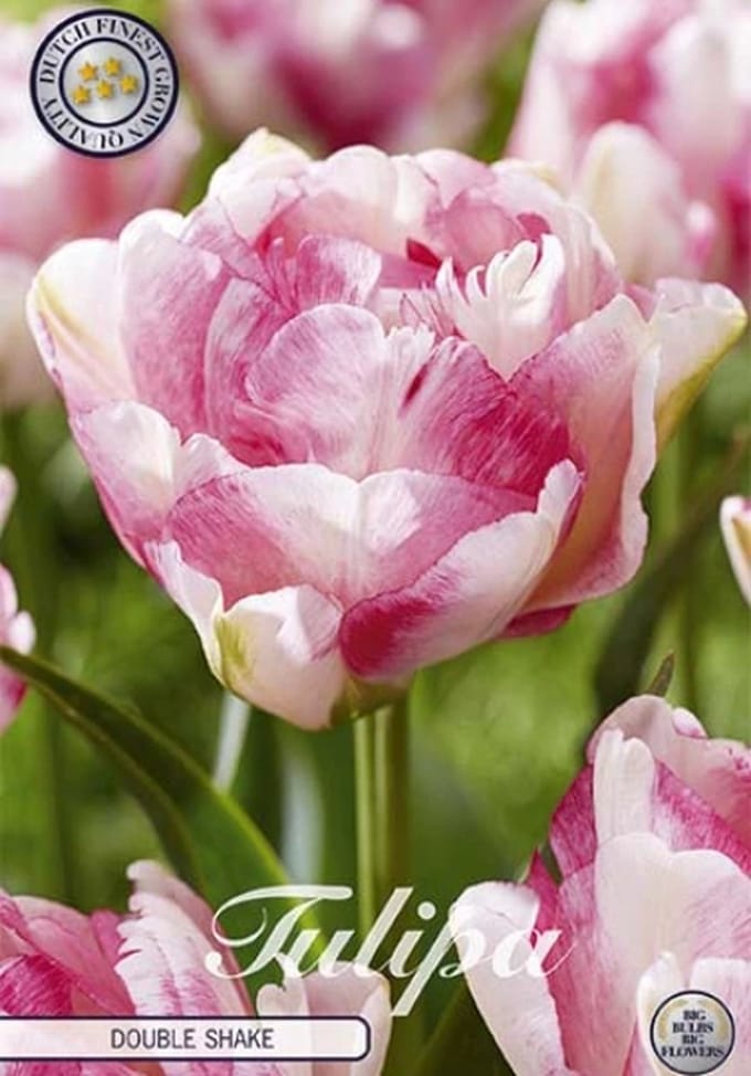Dutch Finest Quality bloembollen Tulpen Tulp Double Late Double Shake x7 12/+s