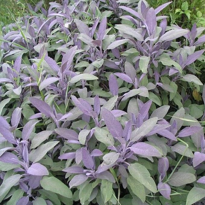 6 x Salvia Officinalis 'Purpurascens' - Echte Salie pot 9x9cm - Purperbladige variant