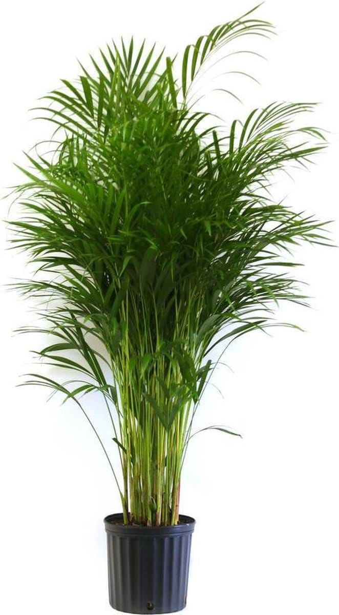 Areca Dypsis Lutescens palm 200cm↑ Potmaat Ø40cm Kamerplant