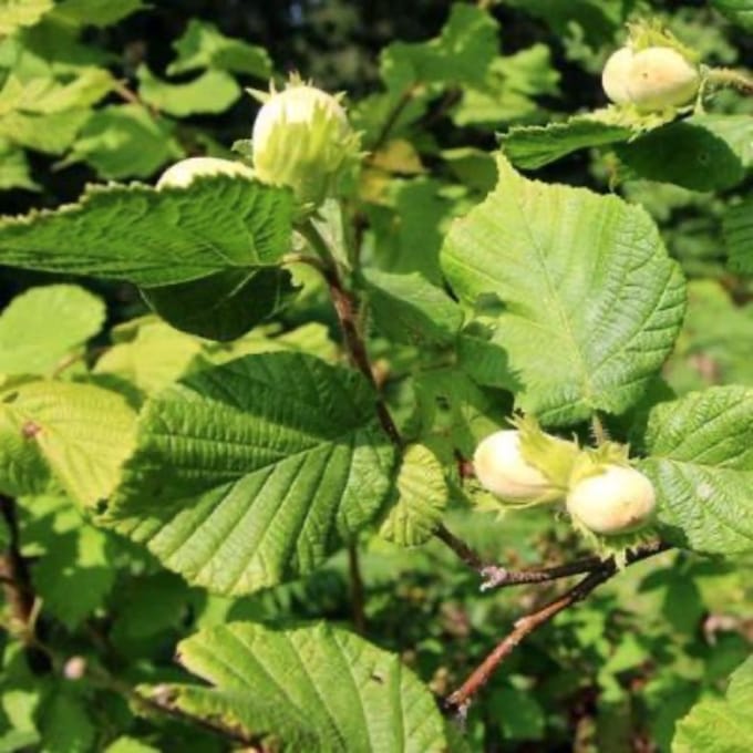 Corylus hybr. 'Webb's Prize Cob' - 150-175 cm in pot