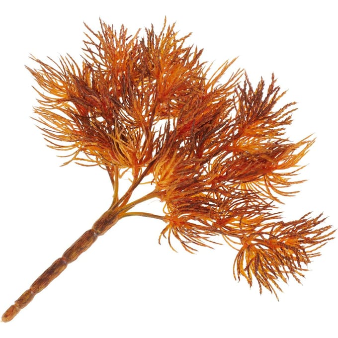 Korstmospick "Vera"