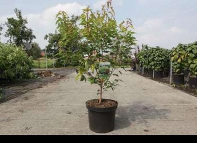 Acer ginnala 'Bailey Compact®' - Japanse Esdoorn 50- 60 cm in pot