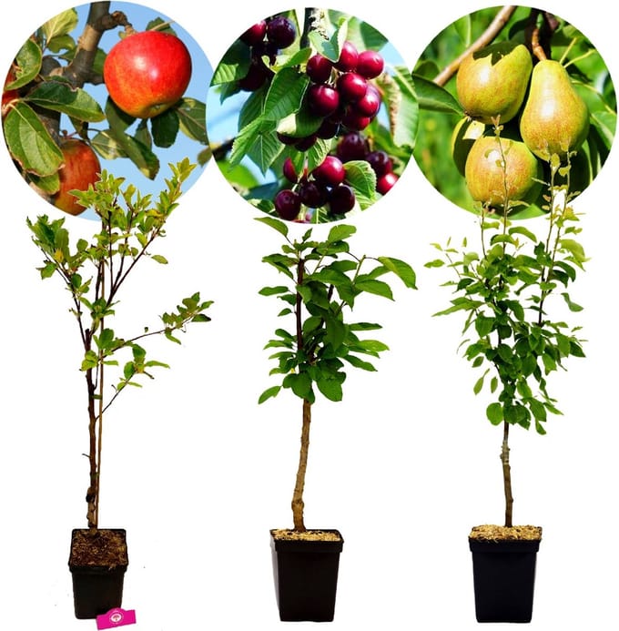Set van 3 fruitbomen - 1 Appel, 1 Peer, 1 Kers - Hoogte +100cm - 5 Liter pot - Mix A