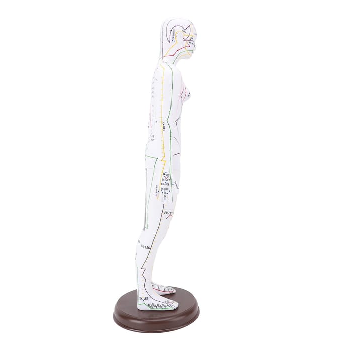 Modèle d'acupuncture 52 cm Modèle du corps humain Modèle d'acupuncture du corps entier avec base pour l'enseignement aux étudiants female version white