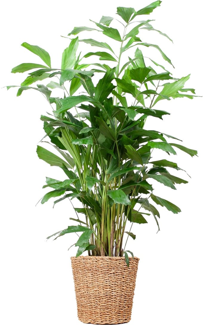 Green Harmony | Caryota Mitis XL with basket Torun - 130cm - Ø24