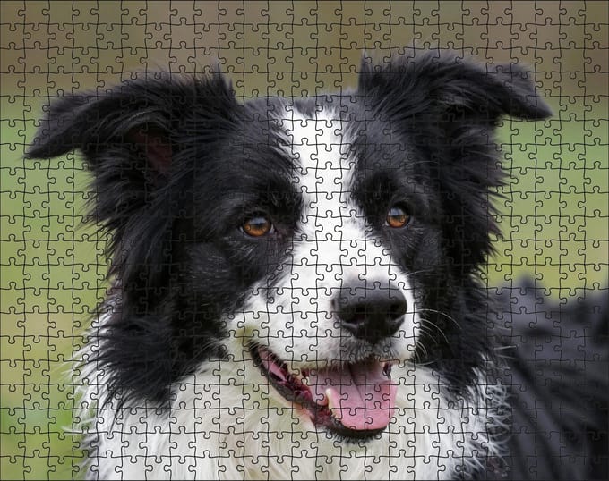 Puzzel Border Collie | 500 stukjes | Dierenpuzzel | Hondenpuzzel