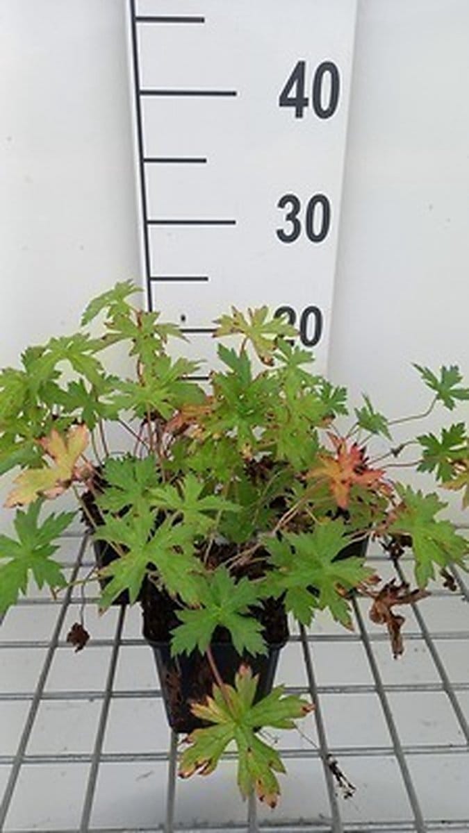 6x Ooievaarsbek - Geranium oxon. 'Rose Clair' | 9x9 cm pot
