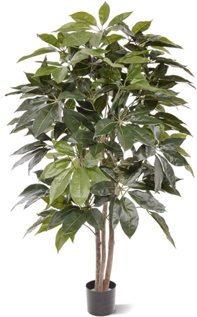 Scheflera Amate kunstboom 150cm