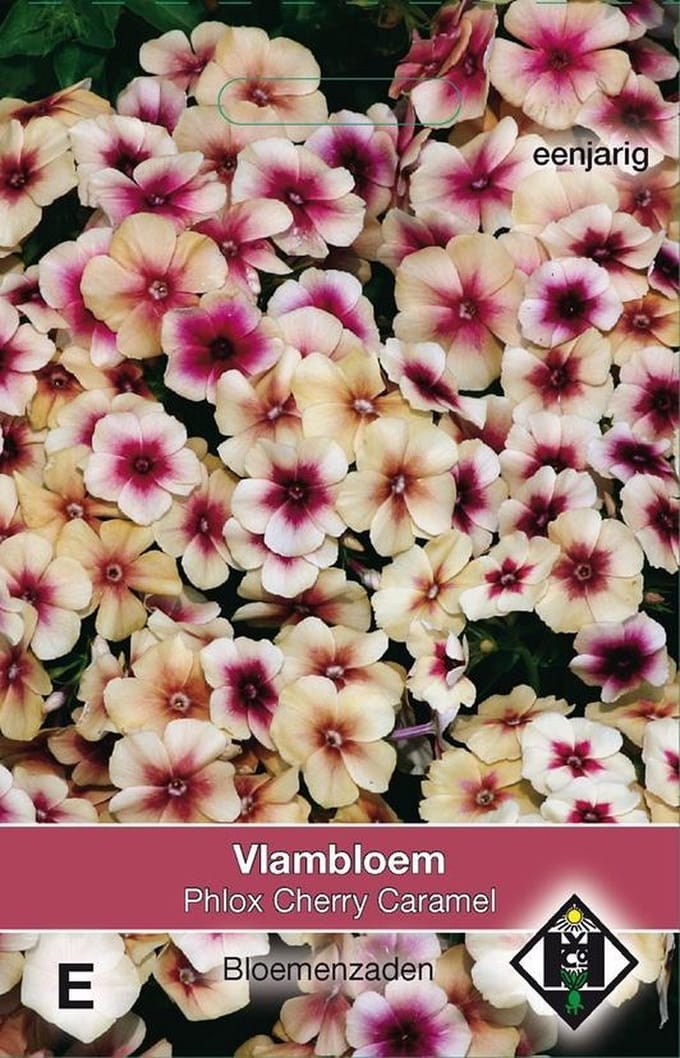 Van Hemert & Co Phlox drummondii Cherry Caramel
