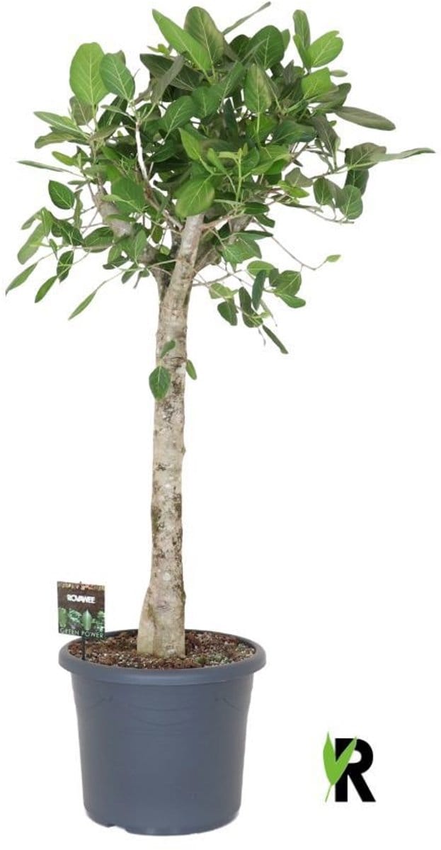 Ficus Benghalensis Audrey op stam 200 cm - Kamerplant - Potmaat Ø48 cm