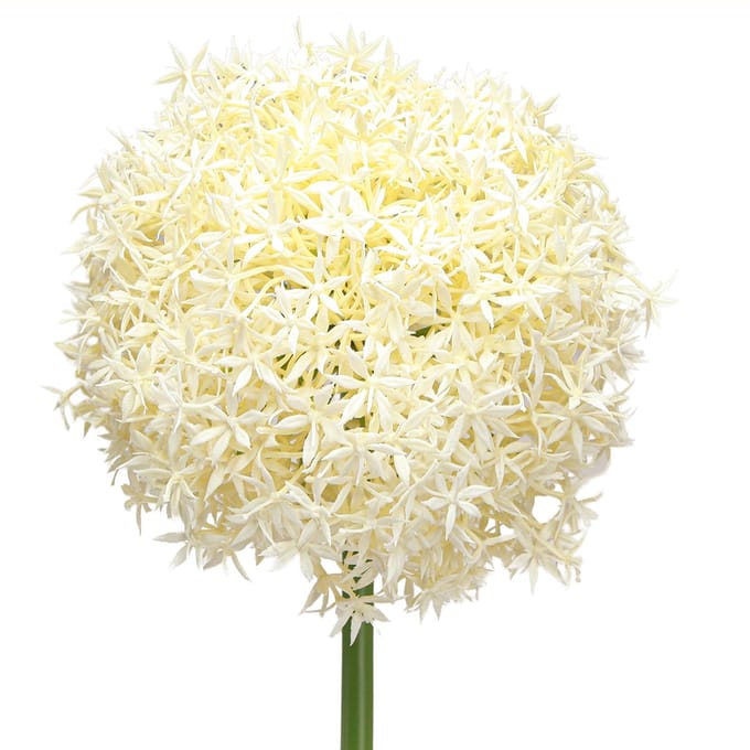 Kunst Allium Crème Witte Sier Ui Ø18cm L90cm