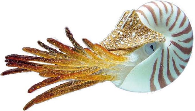 Nobby Nautilus - Glow In The Dark - 10 x 4,5 cm