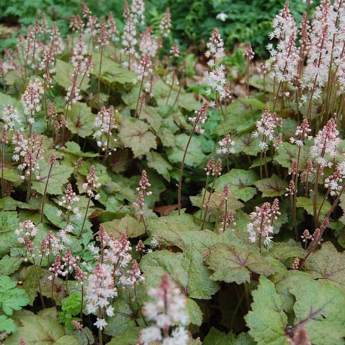 6 x Tiarella Wherryi - Perzische Muts pot 9x9cm