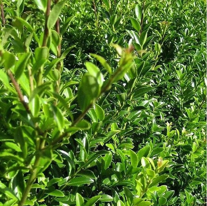 Hulst - Ilex maximowicz. 'Kanehirae' 50-60 cm