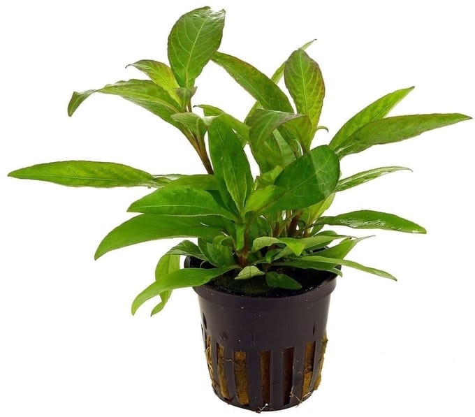 Aquaflora Hygrophila Siamensis | in 5 cm pot