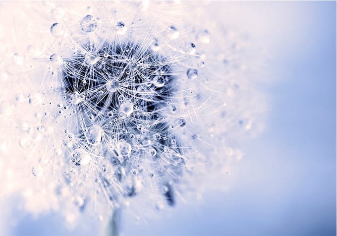 Fotobehangkoning - Behang - Vliesbehang - Fotobehang - Etheric Morning - 150 x 105 cm