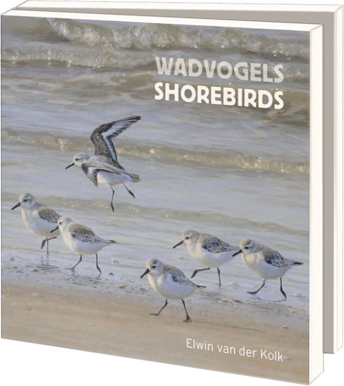 Notecards 10 stuks met envelop wadvogels - kolk 15x15cm