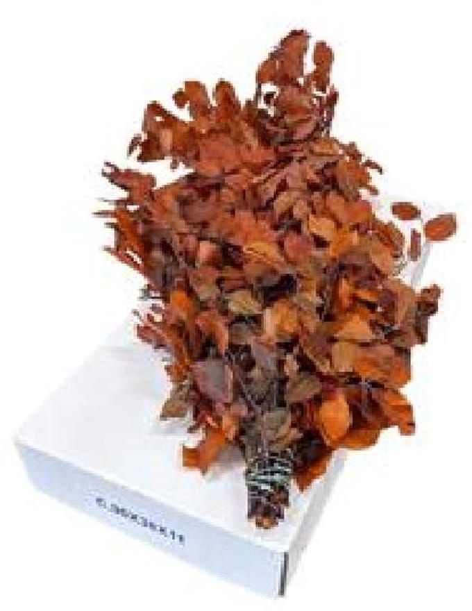 5x Dc fagus oranje gestabiliseerd 70cm