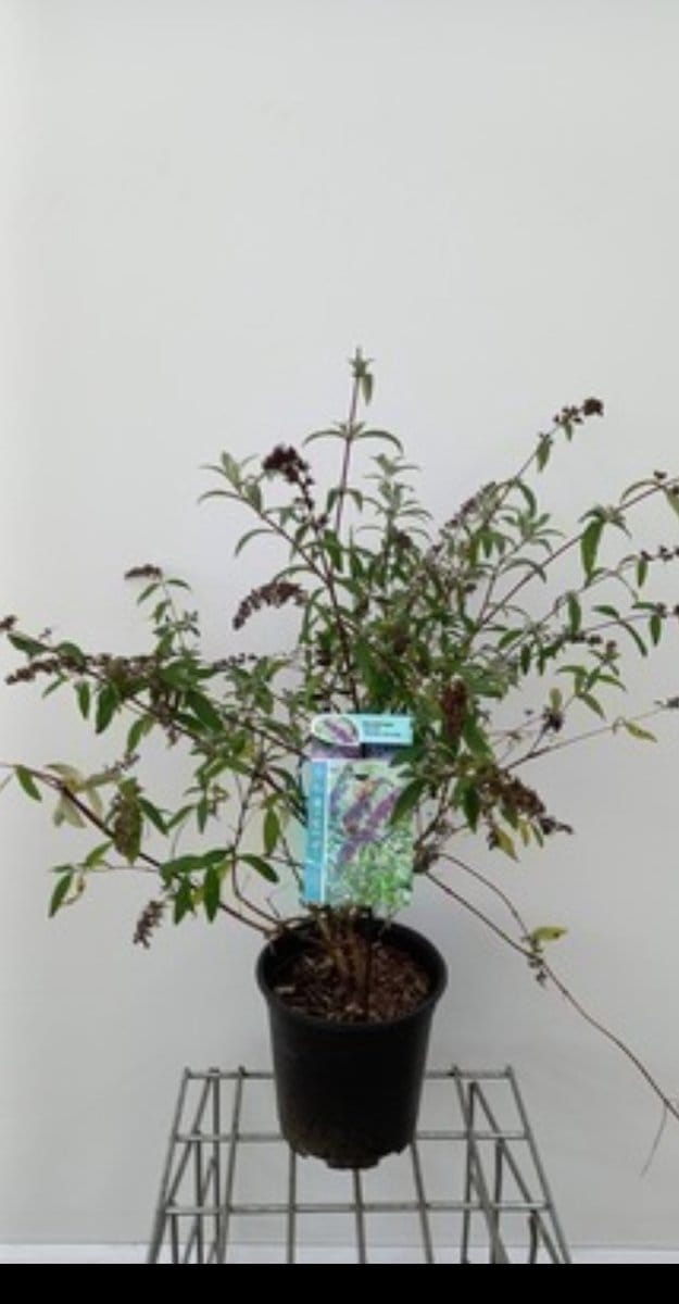 Buddleja dav. 'Border Beauty' - Vlinderstruik 60- 80 cm in pot