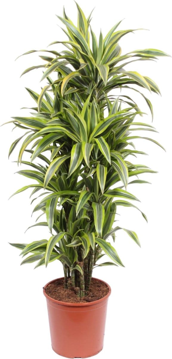 Dracaena Lemon Lime - 150 cm - ø30