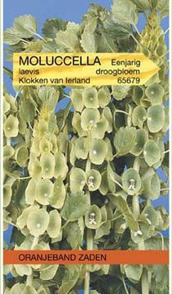 Oranjebandzaden -  Moluccella, Klokken van Ierland